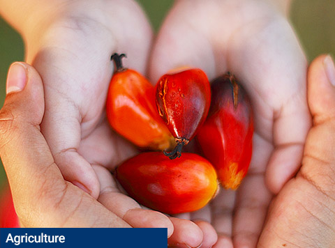 Addressing the palm oil sustainability challenge