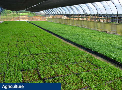 Bringing the delight of Rompin to the world